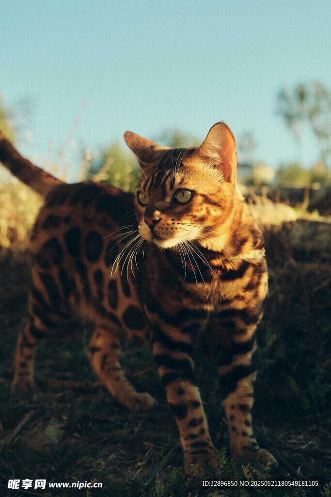 豹纹猫咪于草地优雅伫立