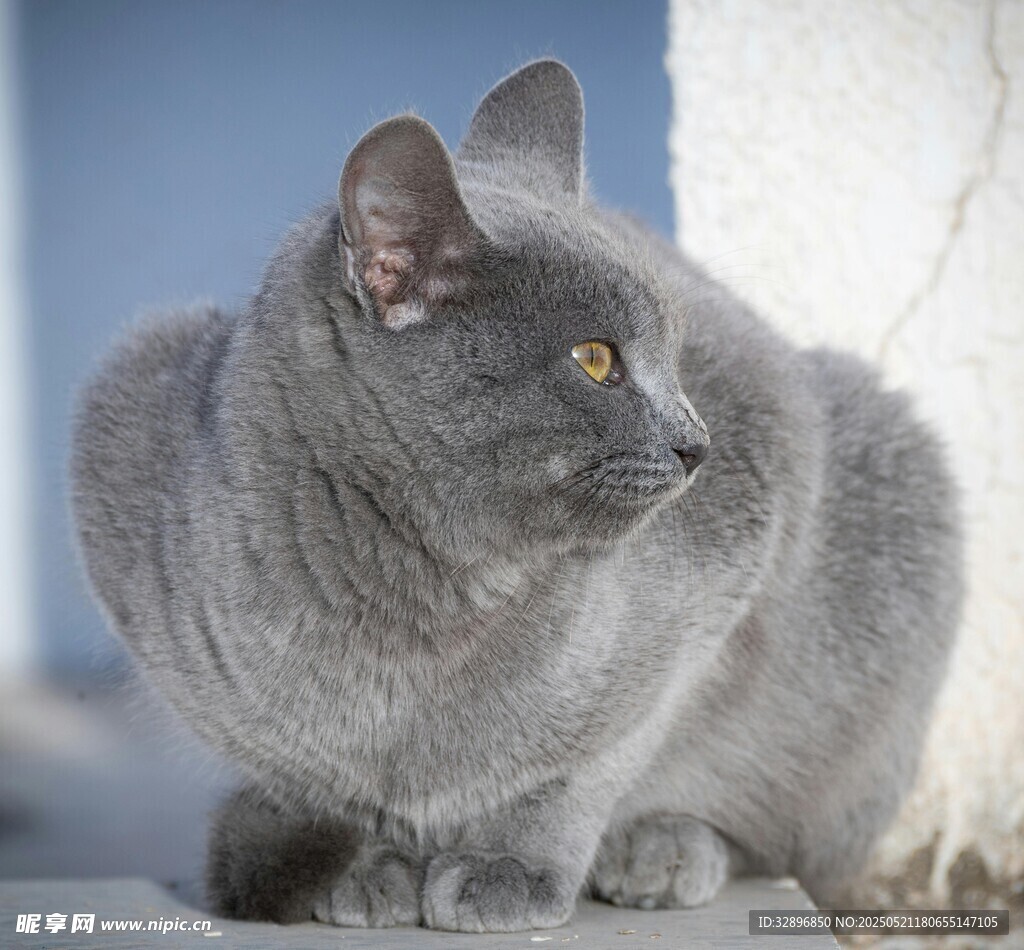 灰猫蹲坐侧头望