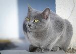 灰猫静卧