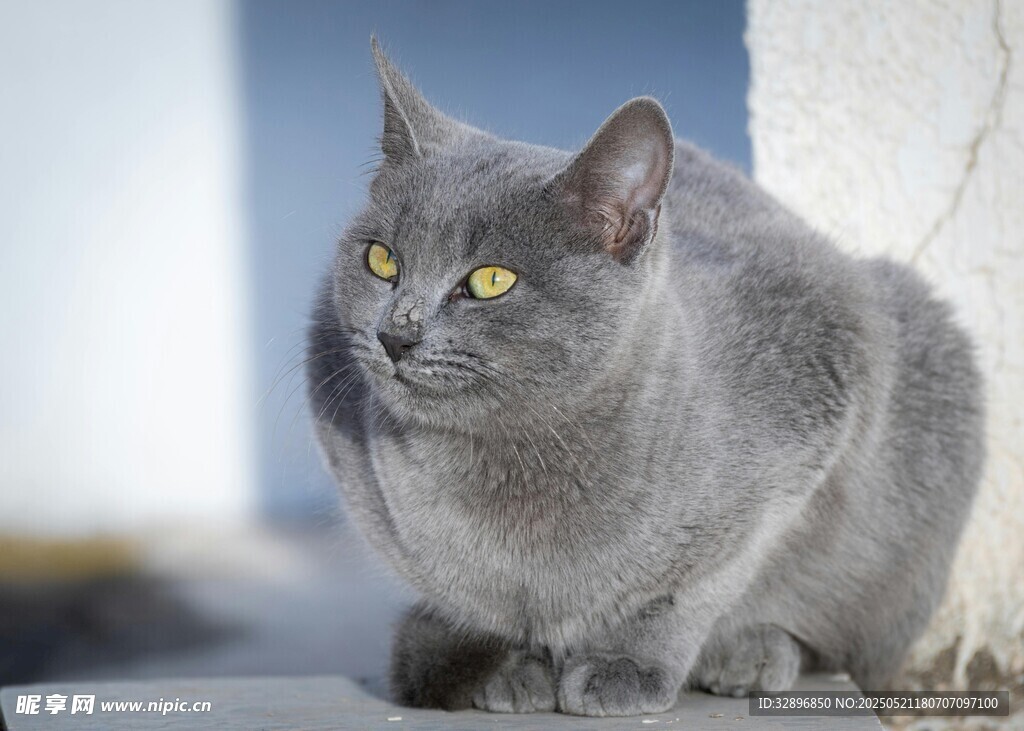 灰猫静卧
