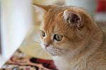 可爱橘猫侧头凝视瞬间