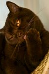 黑猫惬意自舔爪子