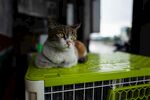 猫咪趴绿色笼顶