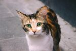 三色花猫的可爱瞬间
