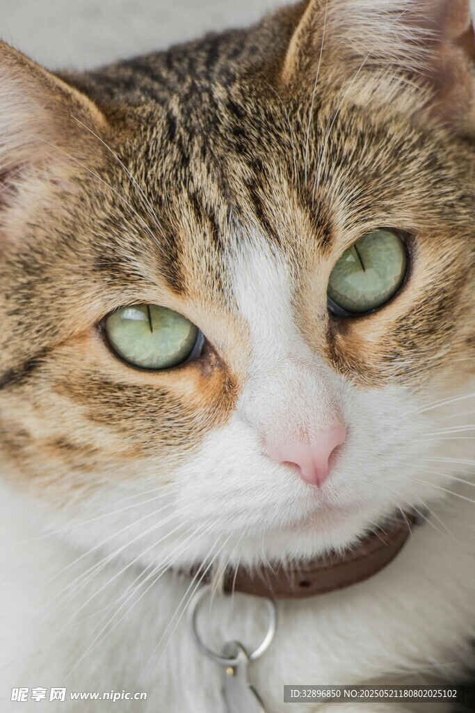 绿眼萌猫特写