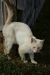 户外漫步的白色猫咪