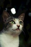 仰望的猫咪