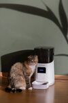 猫咪好奇打量白色电器
