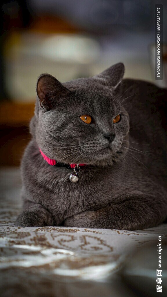 灰猫戴红项圈神情专注