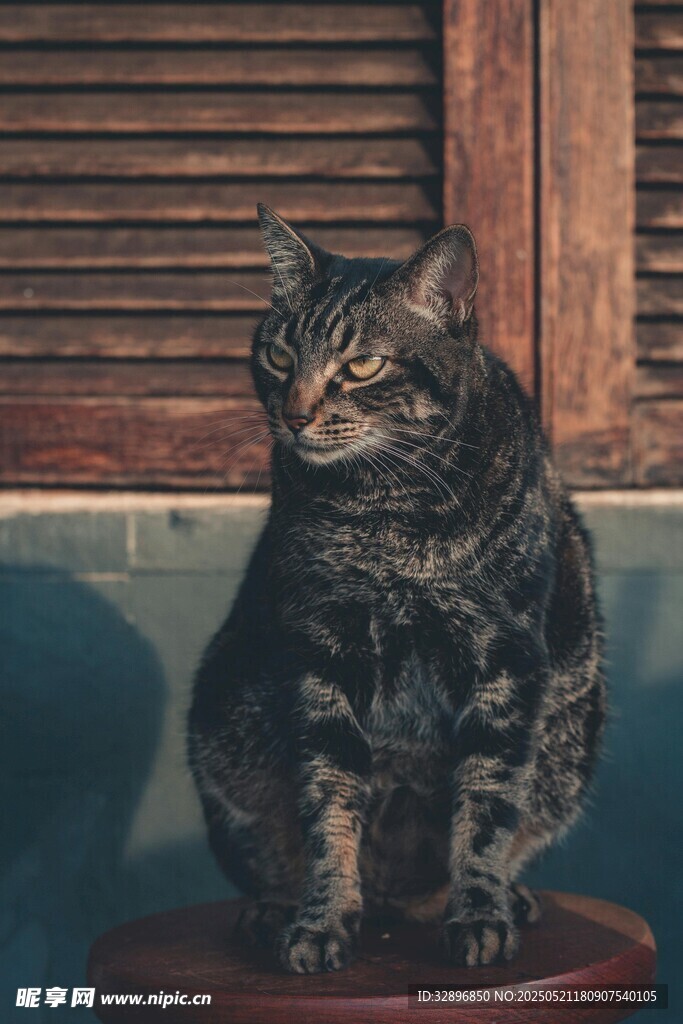 黑猫坐凳望向一侧