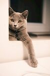 可爱猫咪惬意伸爪