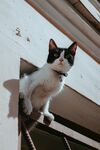 窗边探头的可爱小猫咪