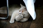 躲在布下的可爱小猫咪