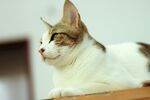 侧卧的可爱猫咪