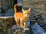 石上橘猫