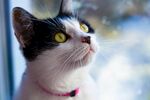 窗边萌猫抬头望