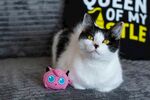 猫咪与粉色玩偶可爱同框