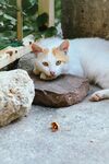 慵懒猫咪惬意趴卧石上
