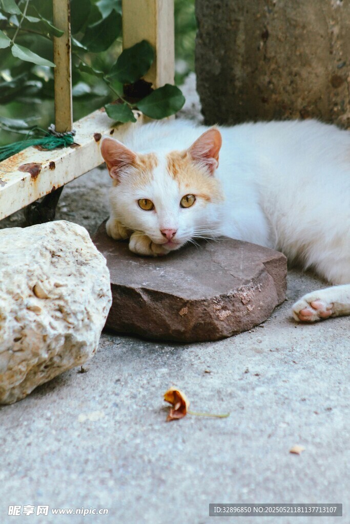 慵懒猫咪惬意趴卧石上