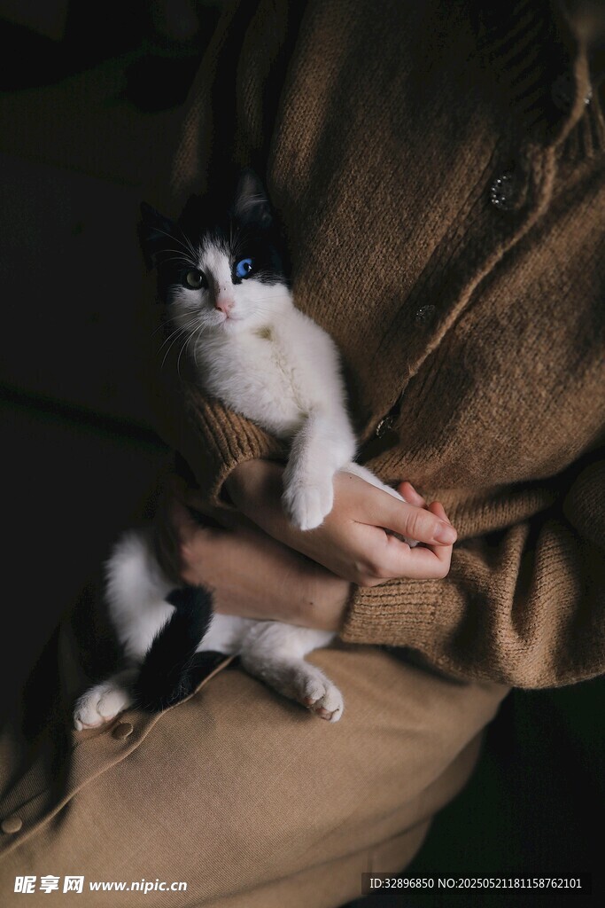 怀中黑白小猫惹人爱