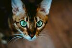 绿眼阿比西尼亚猫特写