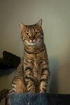 可爱条纹猫端坐