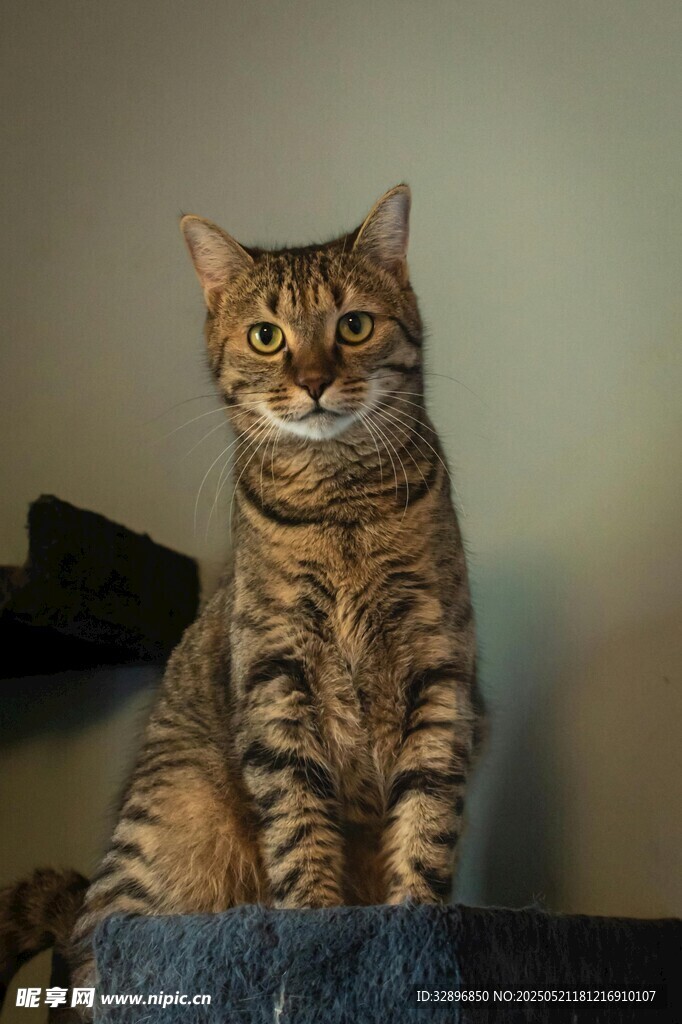 可爱条纹猫端坐
