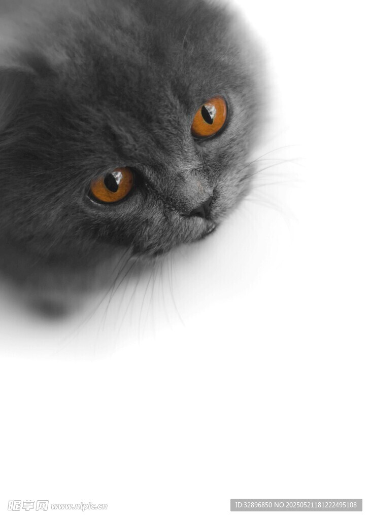 灰毛萌猫特写