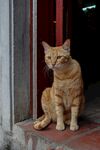 门口的橘猫