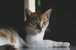 慵懒猫咪惬意趴卧