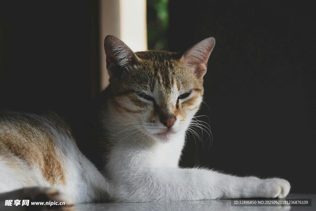 慵懒猫咪惬意趴卧