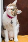 戴项圈猫咪仰头望上方