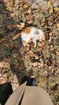 俯视视角下落叶中的猫咪