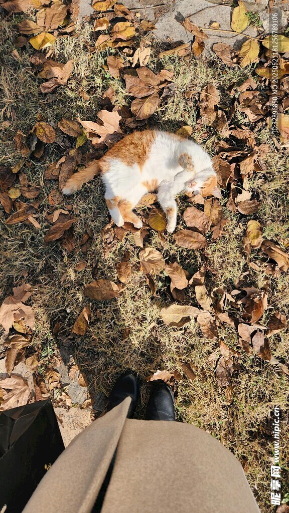 俯视视角下落叶中的猫咪