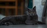 灰色猫咪慵懒趴卧