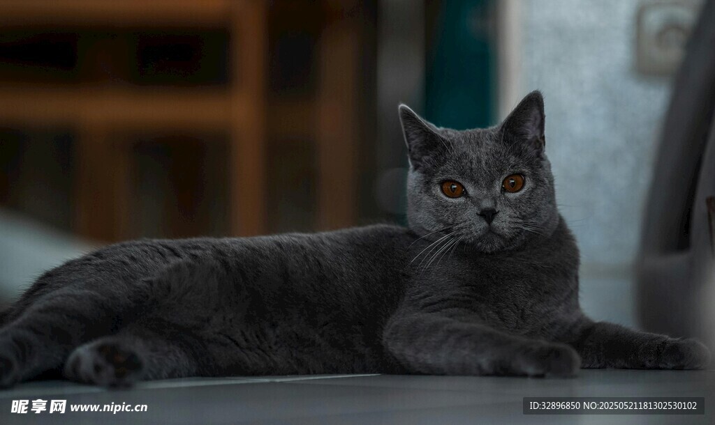 灰色猫咪慵懒趴卧