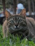 草地上的可爱猫咪