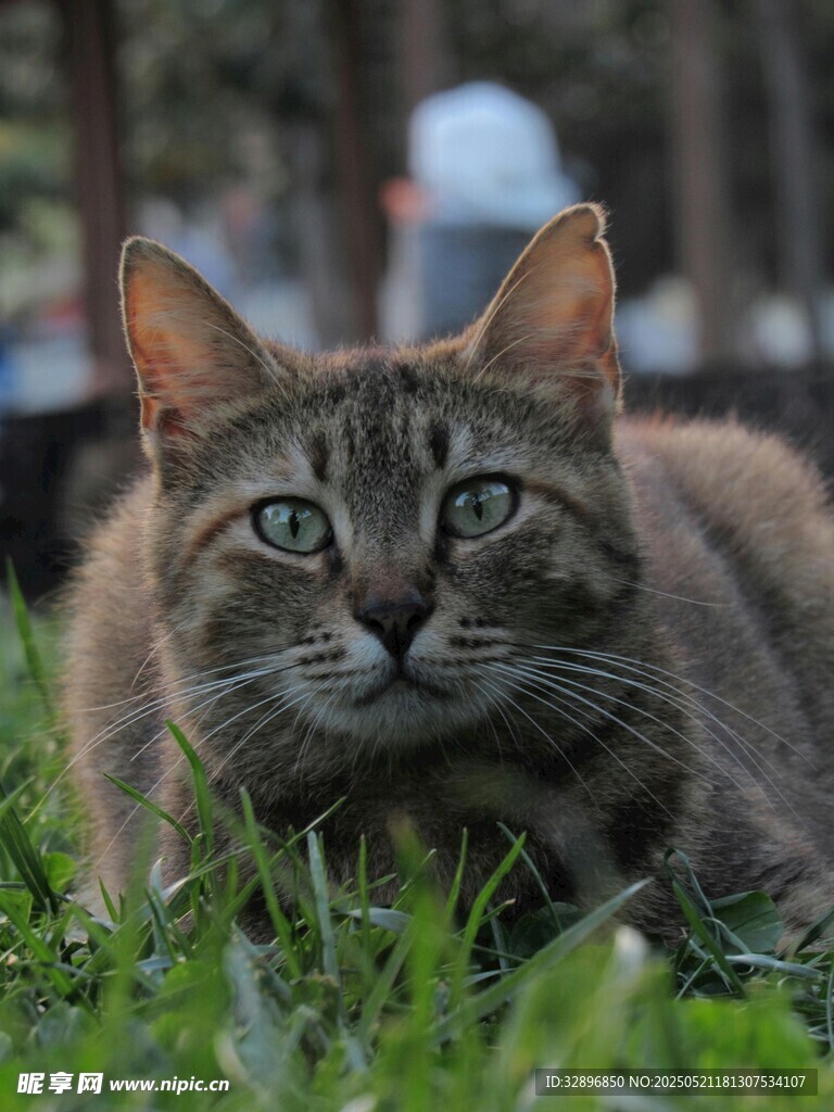 草地上的可爱猫咪