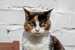 三色猫端坐白墙前