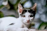 可爱黑白小猫趴卧