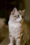 可爱猫咪侧头凝视瞬间