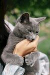 温柔怀抱中的可爱小灰猫