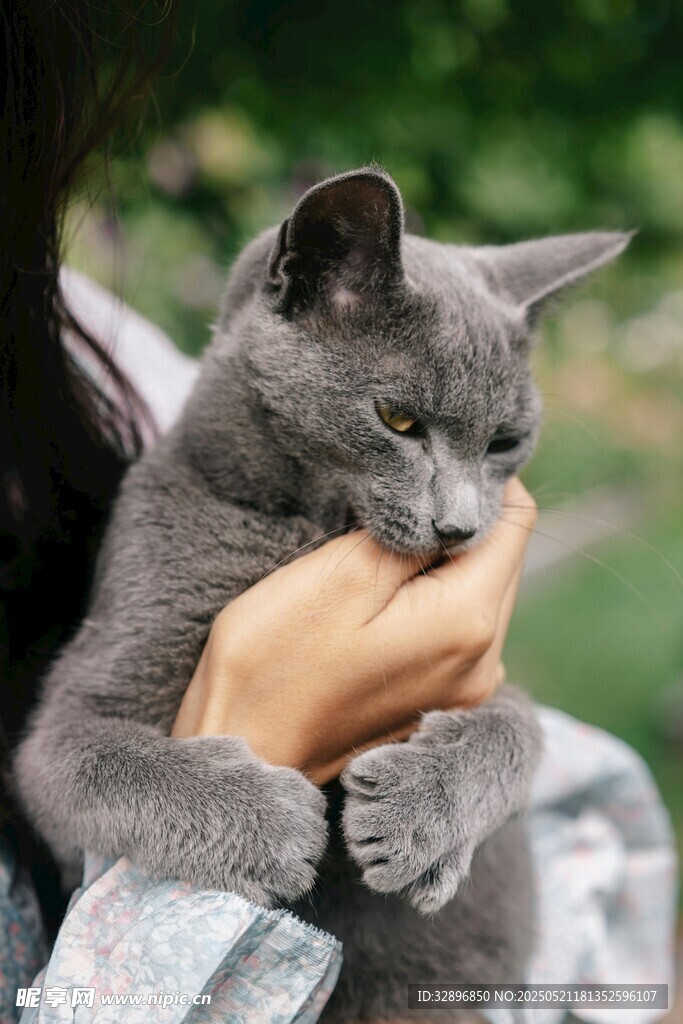 温柔怀抱中的可爱小灰猫