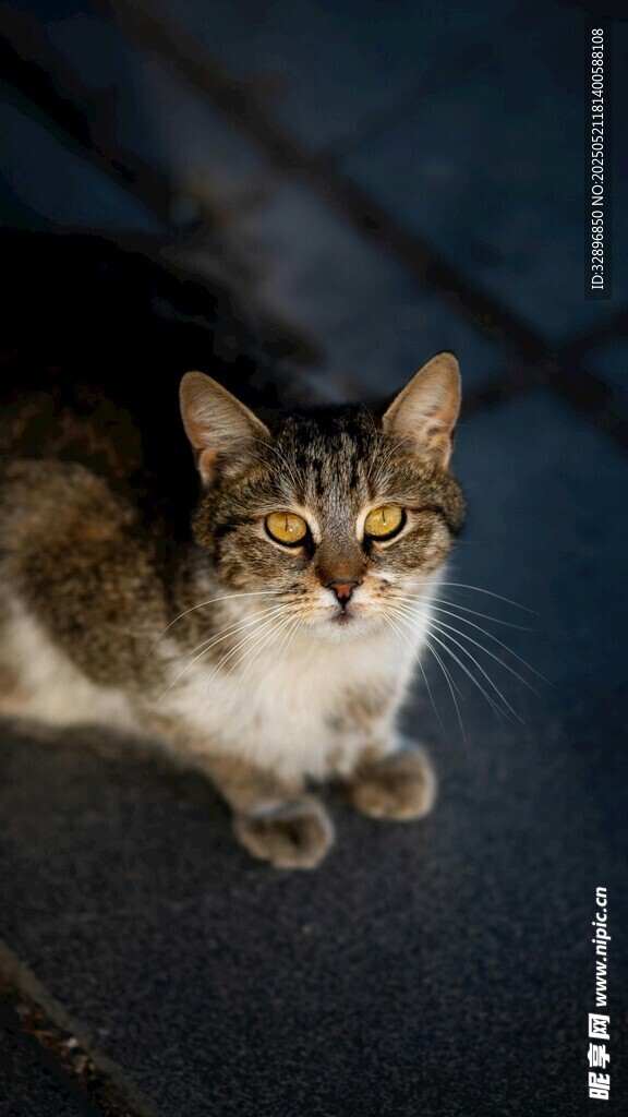 可爱猫咪蹲坐凝视
