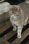木栈上的灰条纹猫咪