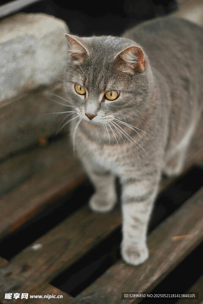 木栈上的灰条纹猫咪