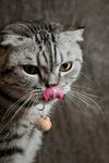 吐舌猫咪叼小鱼干