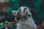 仰头猫咪的可爱瞬间