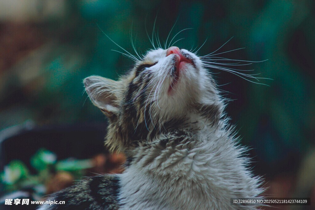 仰头猫咪的可爱瞬间