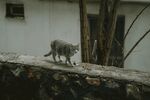 墙头漫步的猫咪